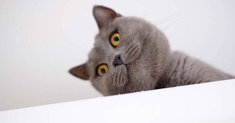 お猫様図鑑「シャルトリュー」フランスの宝とよばれている猫