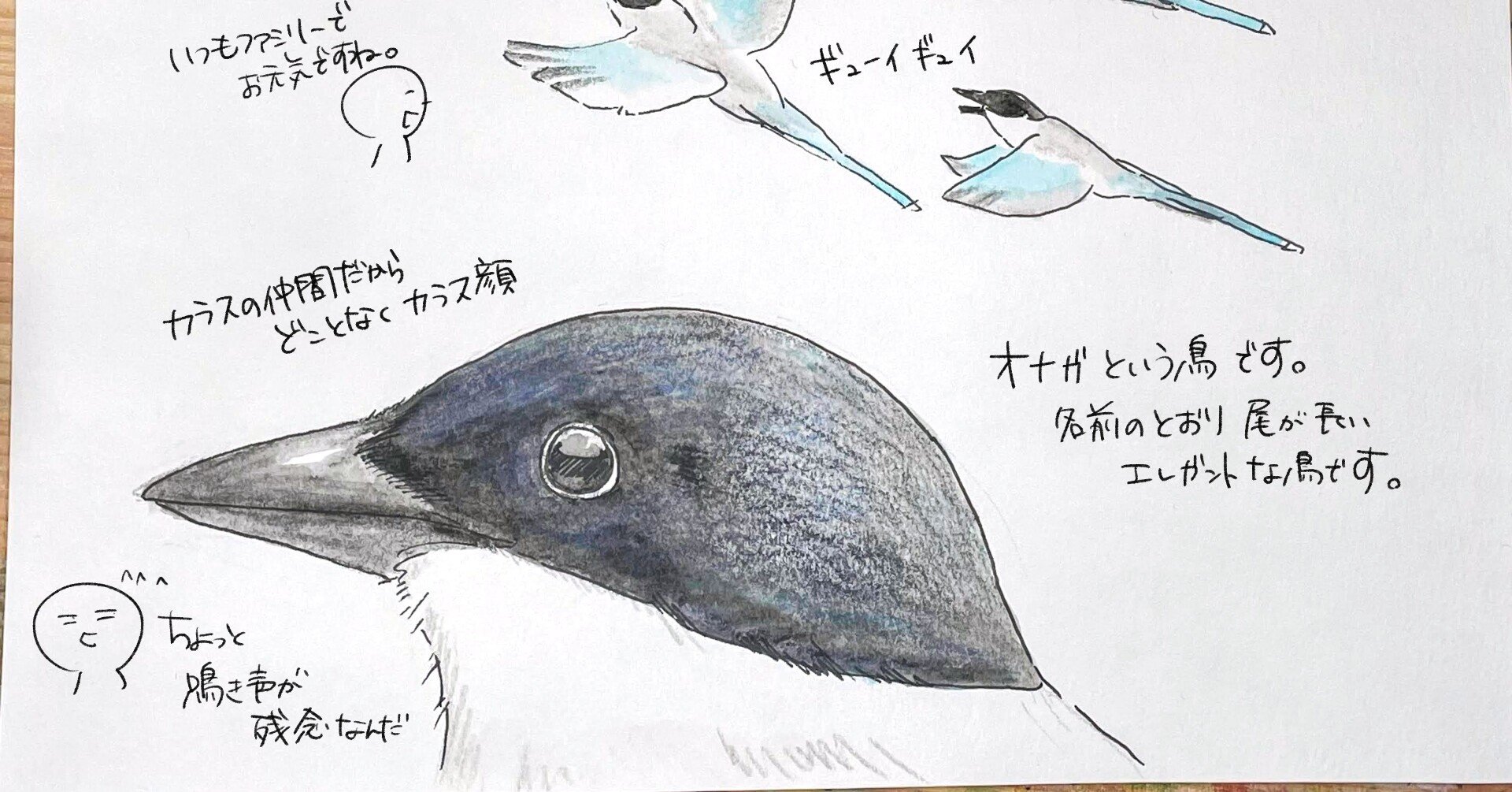 家族なかよしオナガご一家 自然ガイドのネタ帳 くますけ Note