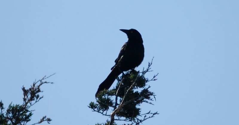 エッセイ カラスの宝物ー美しくて醜い 世界の不思議 Isshy Note