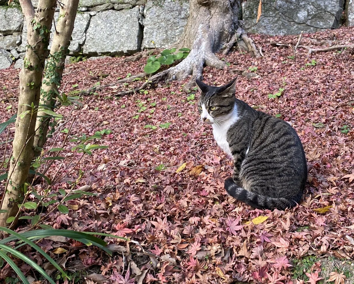 画像12