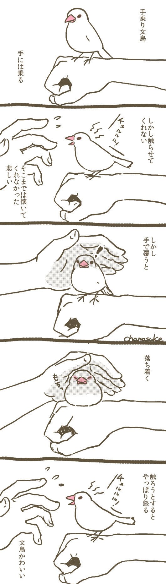 文鳥とかインコとか4 茶の介 絵 漫画 文鳥 Note 文鳥とかインコとか4 茶の介 絵 漫画 文鳥 Note