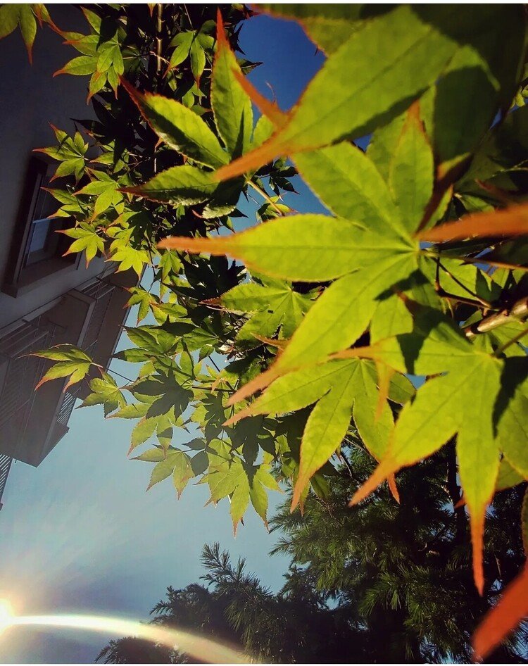 おはよーございます。

太陽がギュインとゴキゲンさんに照る朝。
モミジたちもパァッと手を広げてそのゴキゲンさんを躊躇なく受け取っておりました。

ゴキゲンさんな日を。

#sky #summer #tree #love #moritaMiW #空 #夏 #モミジ #佳い一日の始まり
