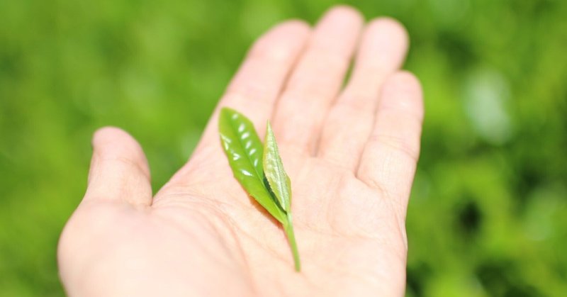 五感で楽しむ - お茶摘みから製茶まで