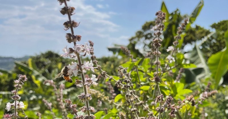 「暮らしの発酵ライフスタイルリゾート」で、養蜂も始まっています。