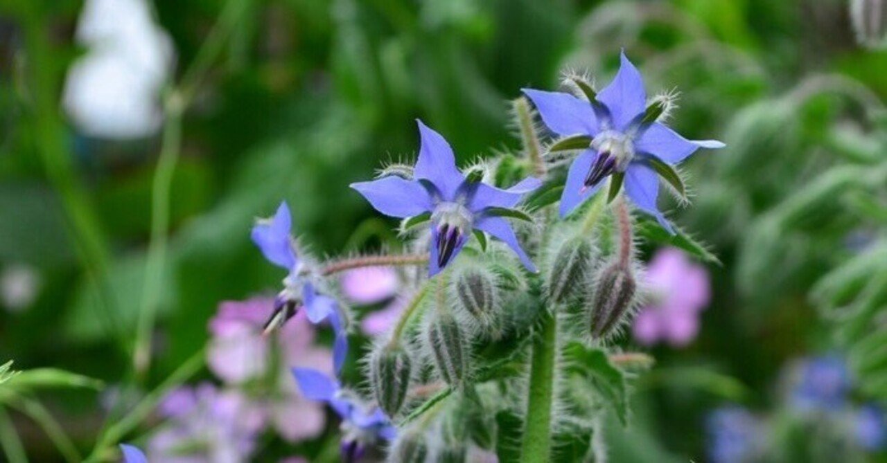 花と植物コレクション 4 ボリジ ルリジサ コウ キシン Note 花と植物コレクション 4 ボリジ ルリジサ コウ キシン Note