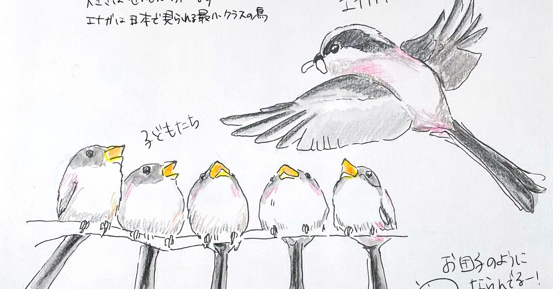 花よりエナガ団子｜くますけ｜自然ガイド・クリエイター