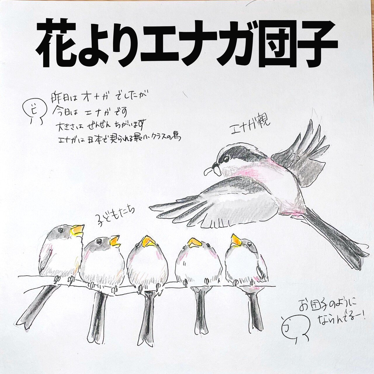 花よりエナガ団子｜くますけ｜自然ガイド・クリエイター