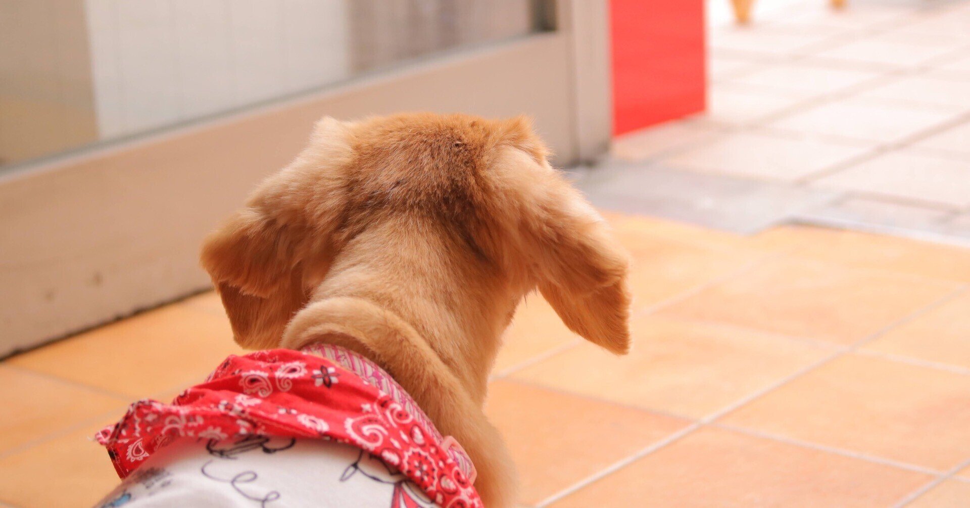 滋賀大津 動物保護に貢献できるカフェ Stellarさんにてワンちゃん撮影 カメラが借りられる 犬猫の殺処分を減らしたい滋賀 の写真教室 おむすび写真教室 Note 滋賀大津 動物保護に貢献できるカフェ Stellarさんにてワンちゃん撮影 カメラが借りられる 犬猫の殺処分を減らしたい滋賀 の写真教室 おむすび写真教室 Note