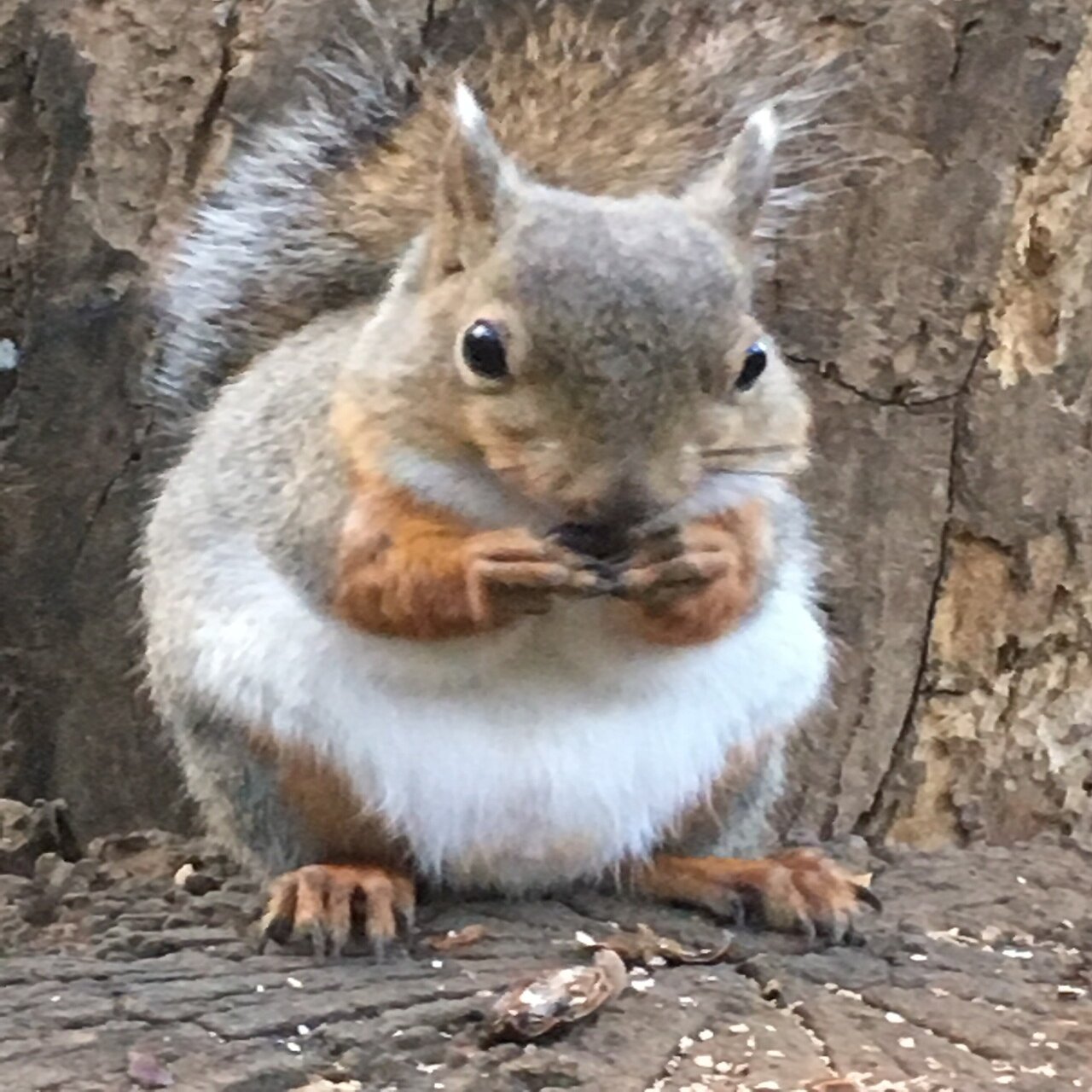 はっぴリスさま専用ページ 51XWKSBQ2ML.jpg