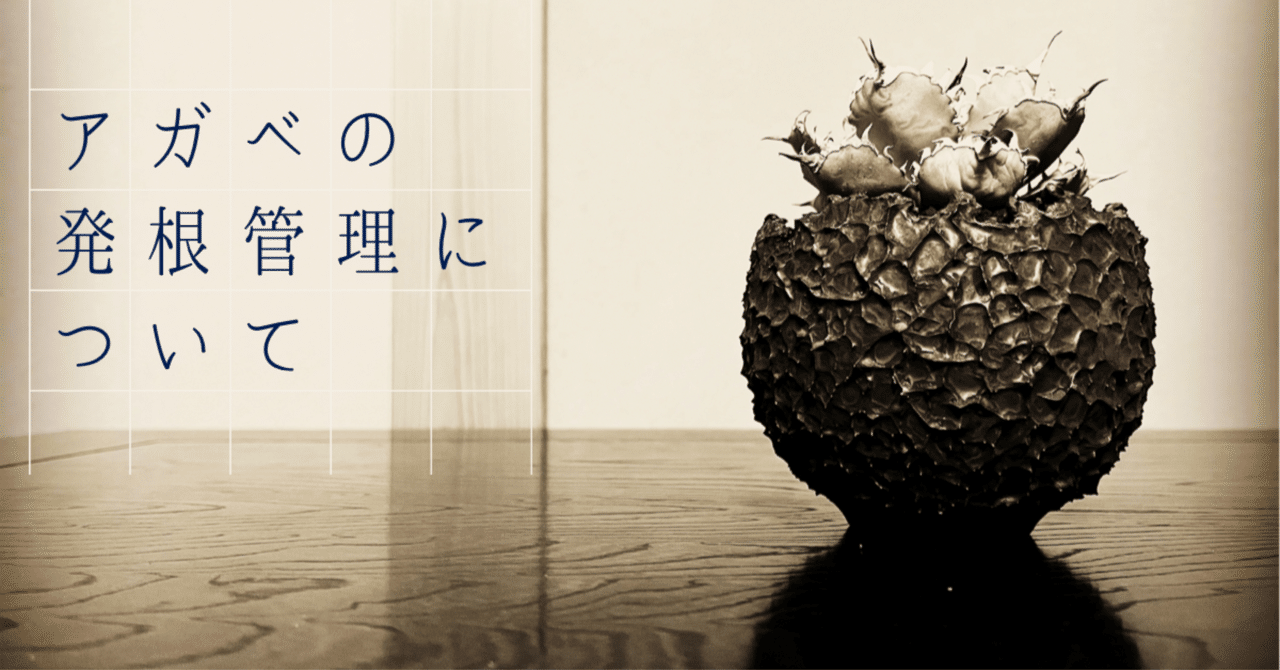 ビースト 産 子株 発根済 【公式通販】