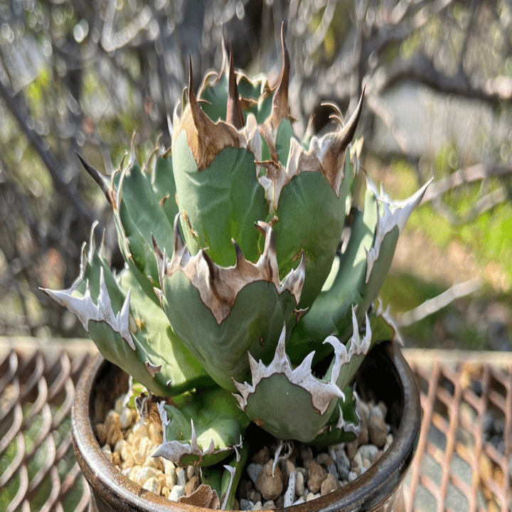 アガベ発根管理で1番注意すること｜swamps'