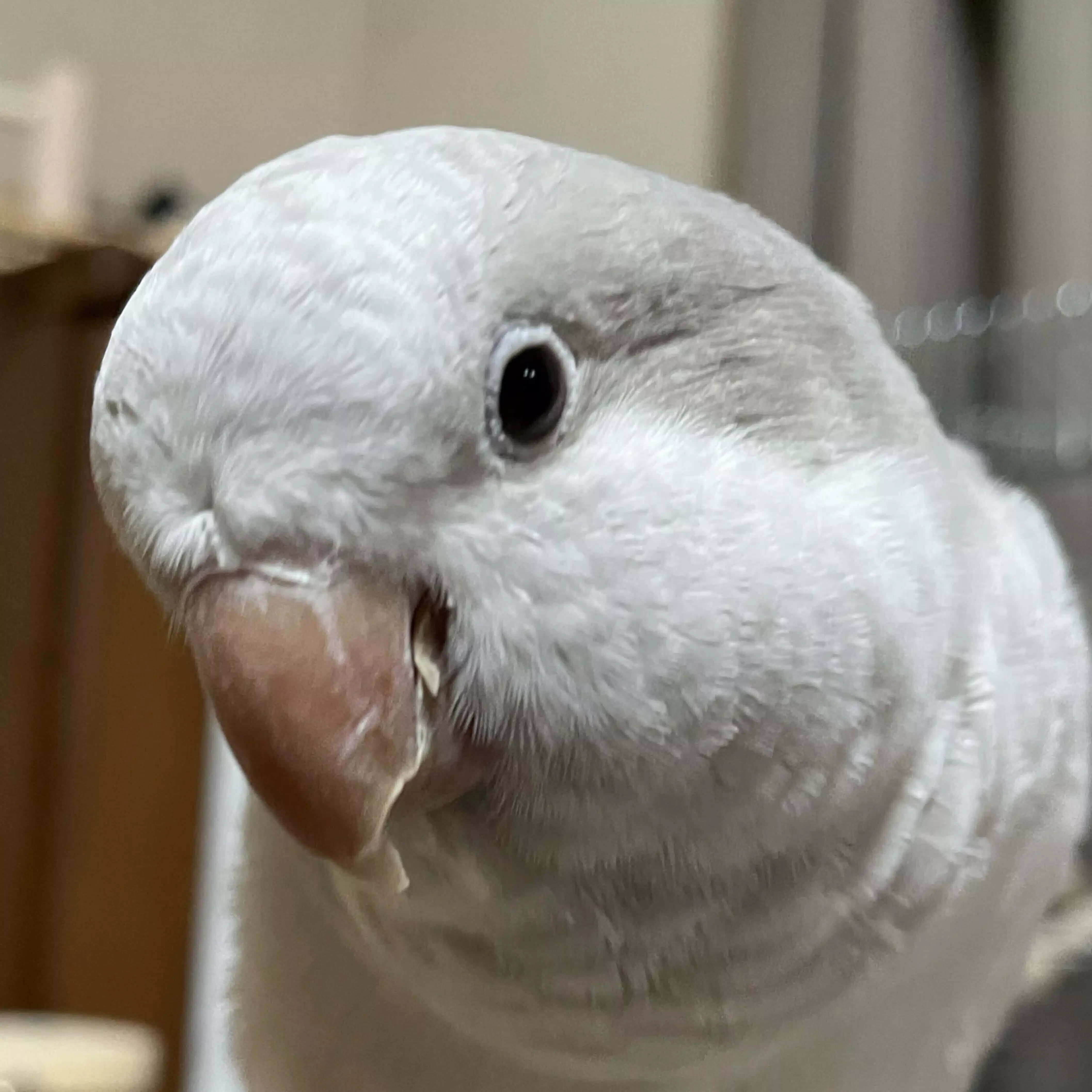 裃白沙