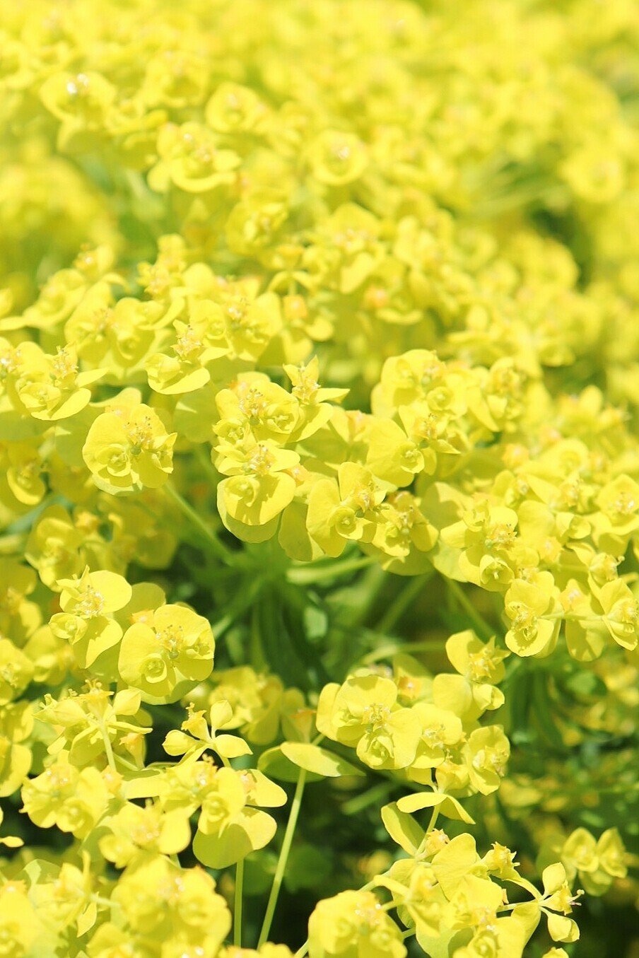 ユーフォルビア ひら Note ユーフォルビア ひら Note