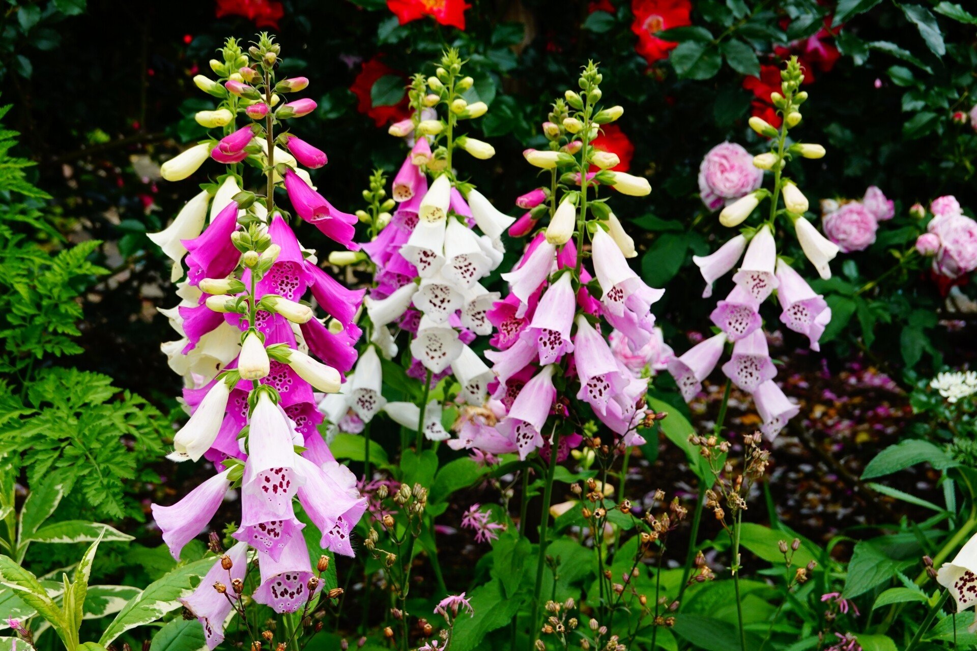 ジキタリス の新着タグ記事一覧 Note つくる つながる とどける