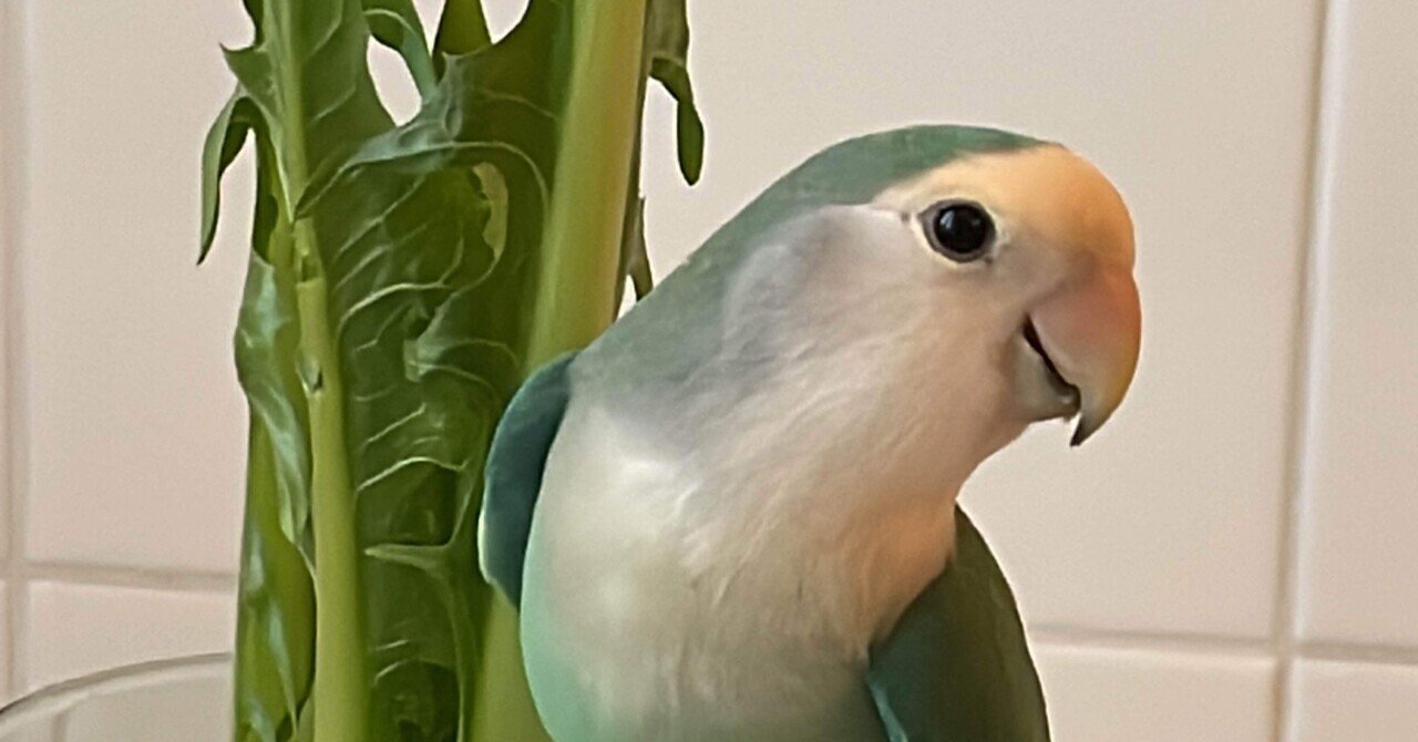 コザクラインコもイタリア語を喋る 池本 Sardelli 毎日更新 Note コザクラインコもイタリア語を喋る 池本 Sardelli 毎日更新 Note