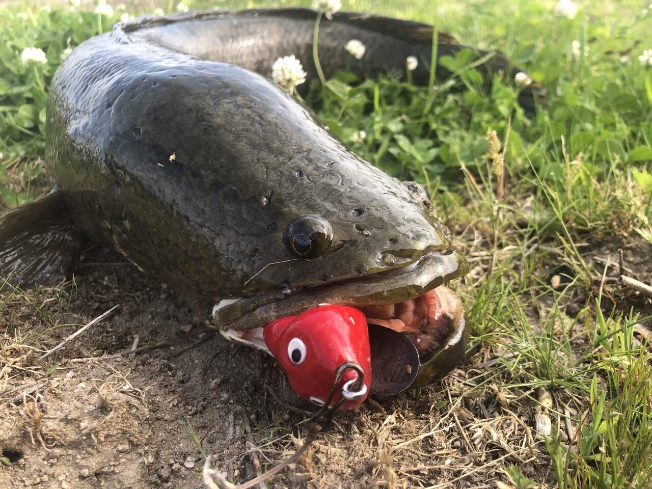 初心者の為のフロッグの使い方 Yasai Note 初心者の為のフロッグの使い方 Yasai Note