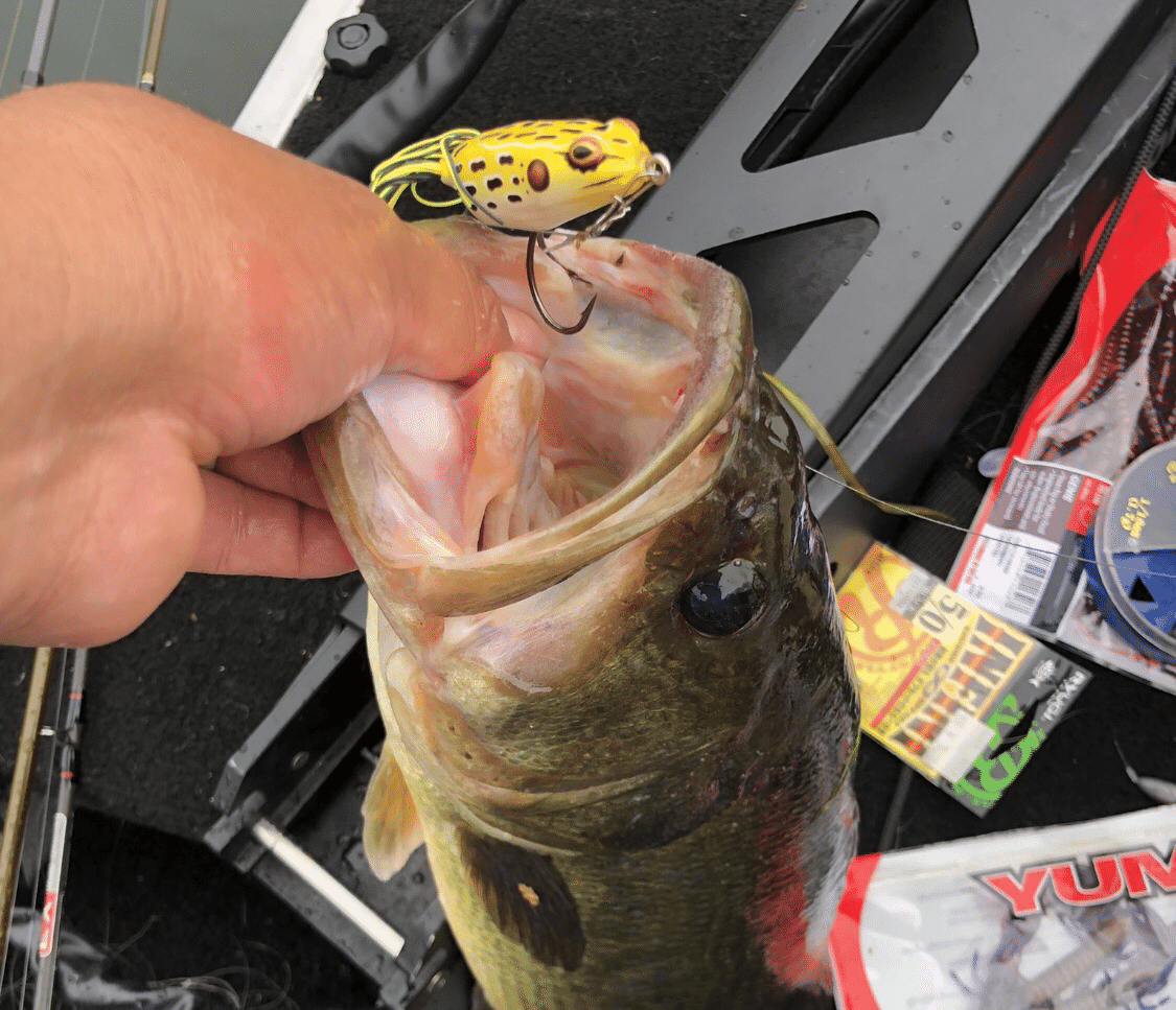 初心者の為のフロッグの使い方 Yasai Note 初心者の為のフロッグの使い方 Yasai Note