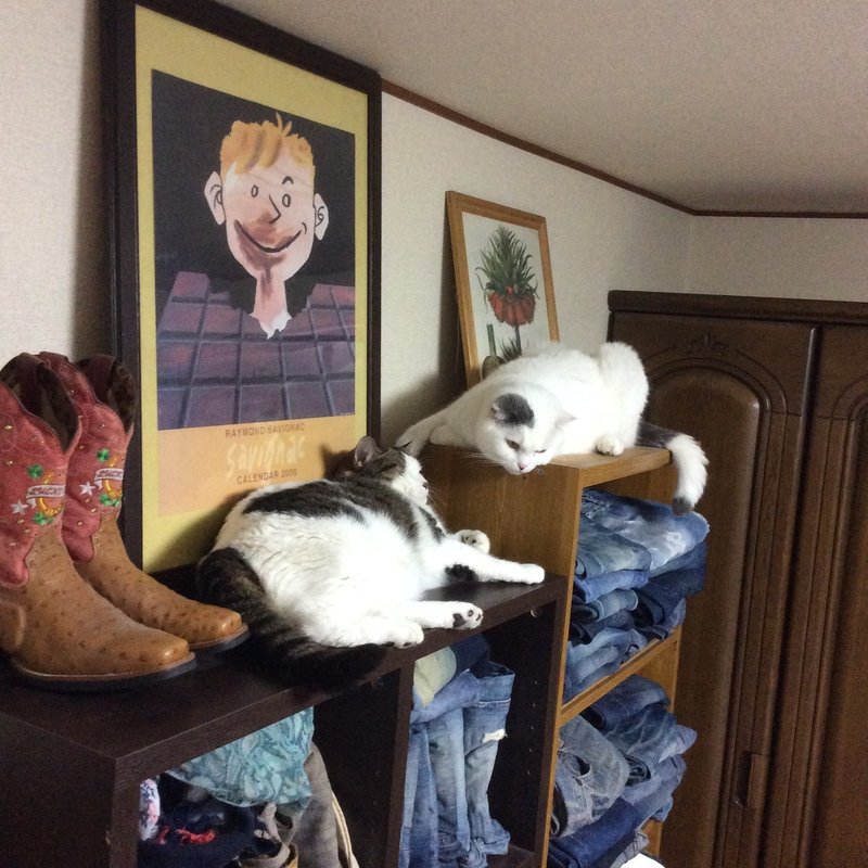 立ち耳スコティッシュフォールド の新着タグ記事一覧 Note つくる つながる とどける