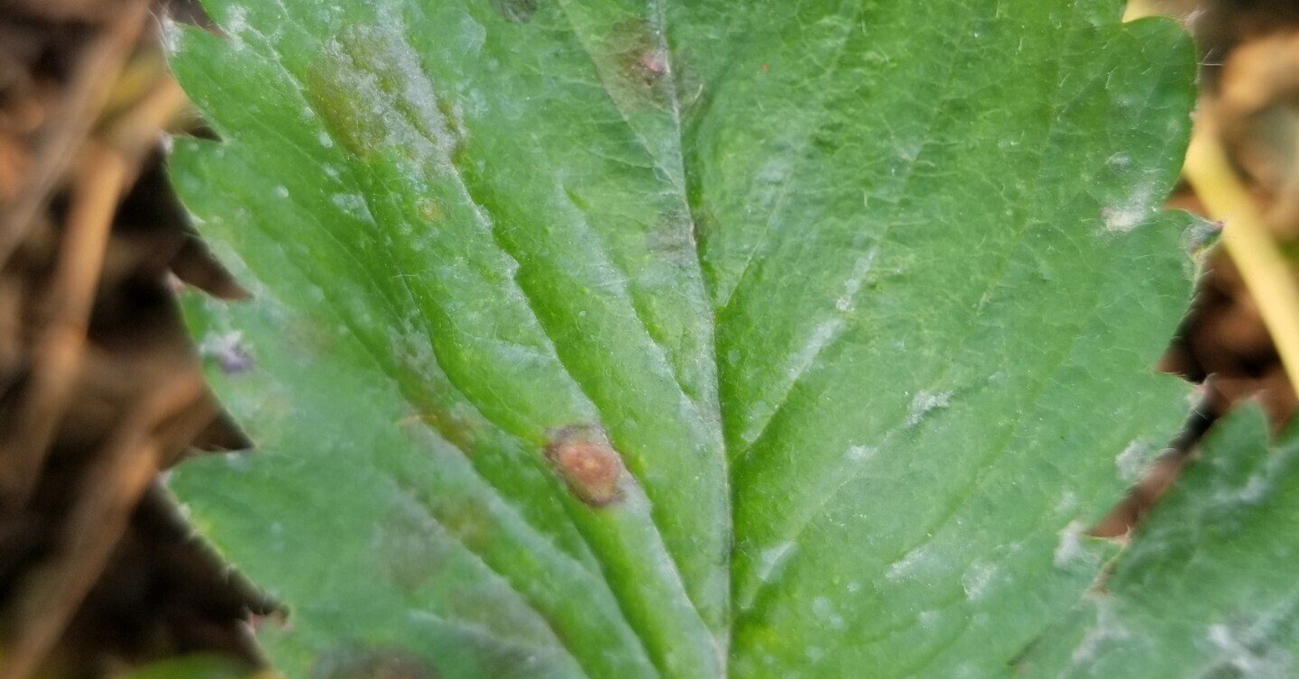 いちご 突然枯れる 葉に灰色の斑点 炭疽 たんそ 病 ミライ菜園 Note いちご 突然枯れる 葉に灰色の斑点 炭疽 たんそ 病 ミライ菜園 Note