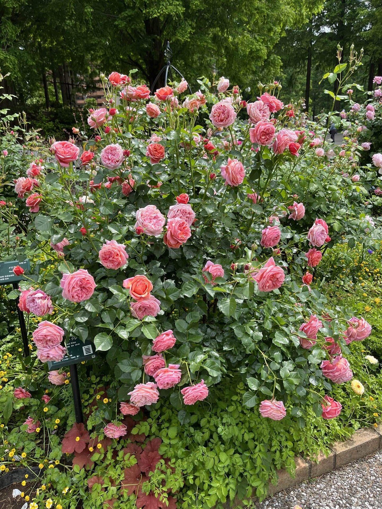 こんにちは(^^)♪ 近くのローズガーデンに行ってきました。 沢山の種類の薔薇が満開で、香りも漂ってきて、ウットリした気分になりました♪ 薔薇