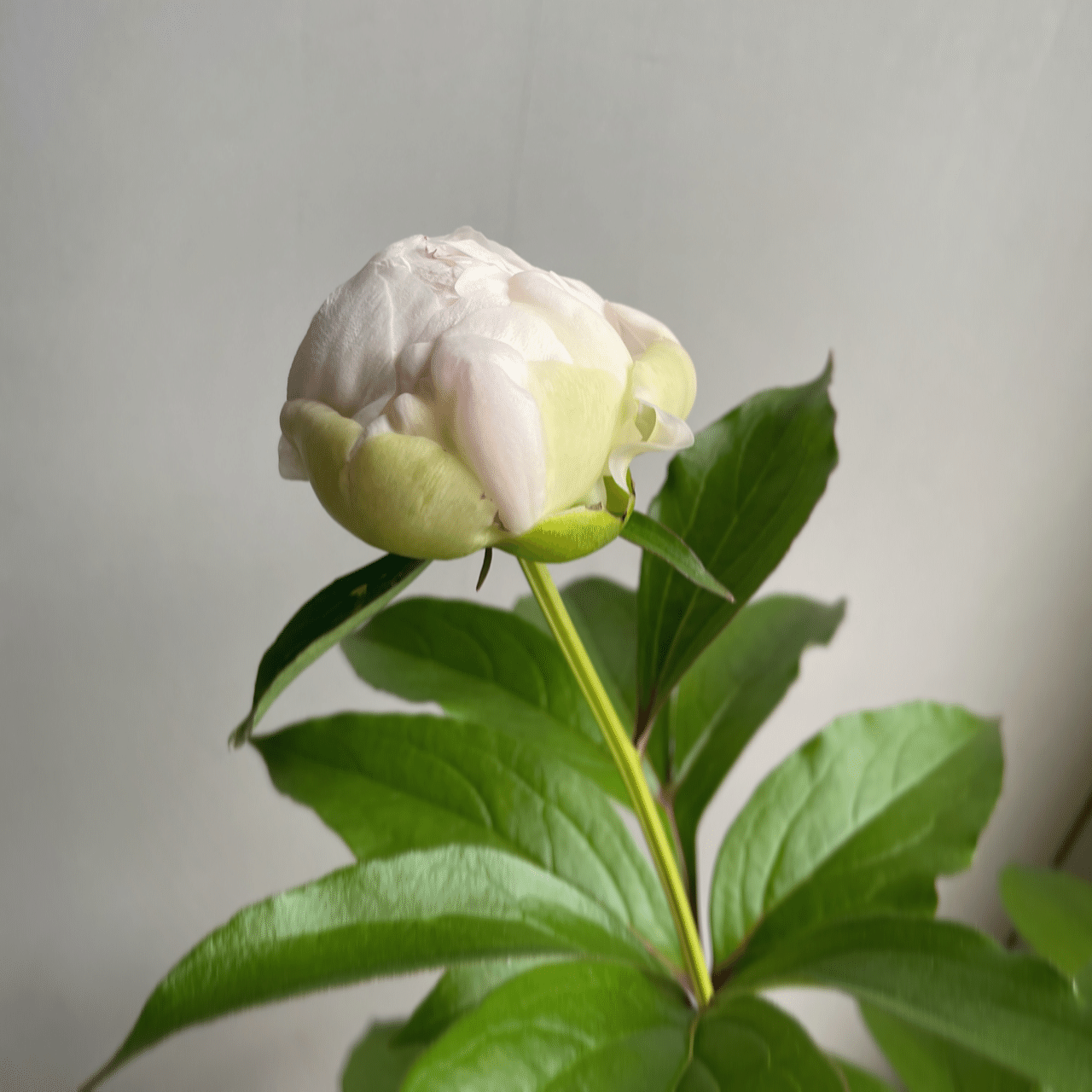間もなく開花の芍薬 鉢植えでかれこれ5年目 去年はこの時期に雨に濡れたら咲かないまま枯れてしまったので慌てて室内へ 繊細すぎるよ姫 美しいものほどケアが大変ですね 芍薬 シャクヤク 花の 青野りえ Note