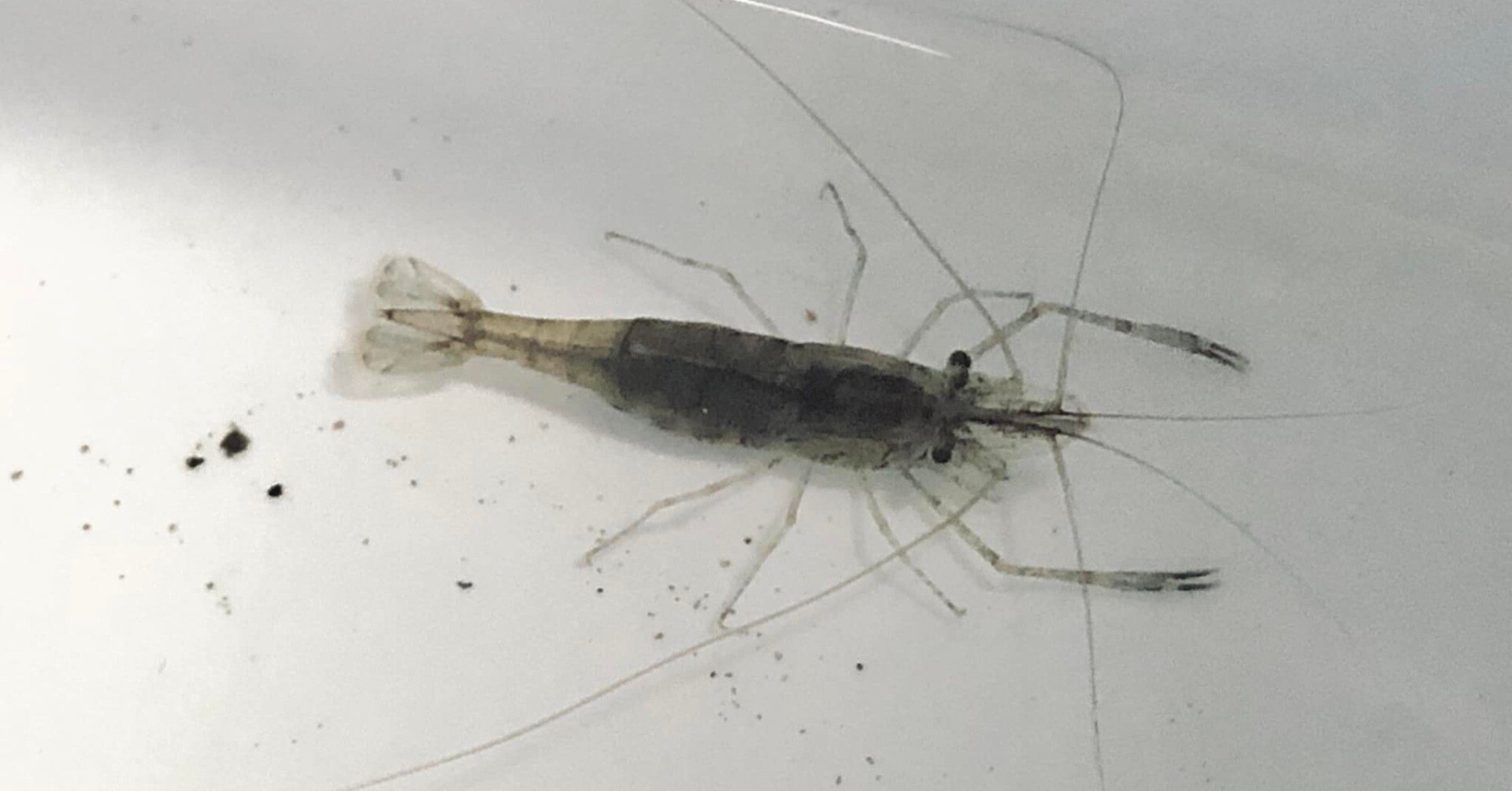 都内手長エビ ハゼ釣り 守本悠一郎 Note 都内手長エビ ハゼ釣り 守本悠一郎 Note