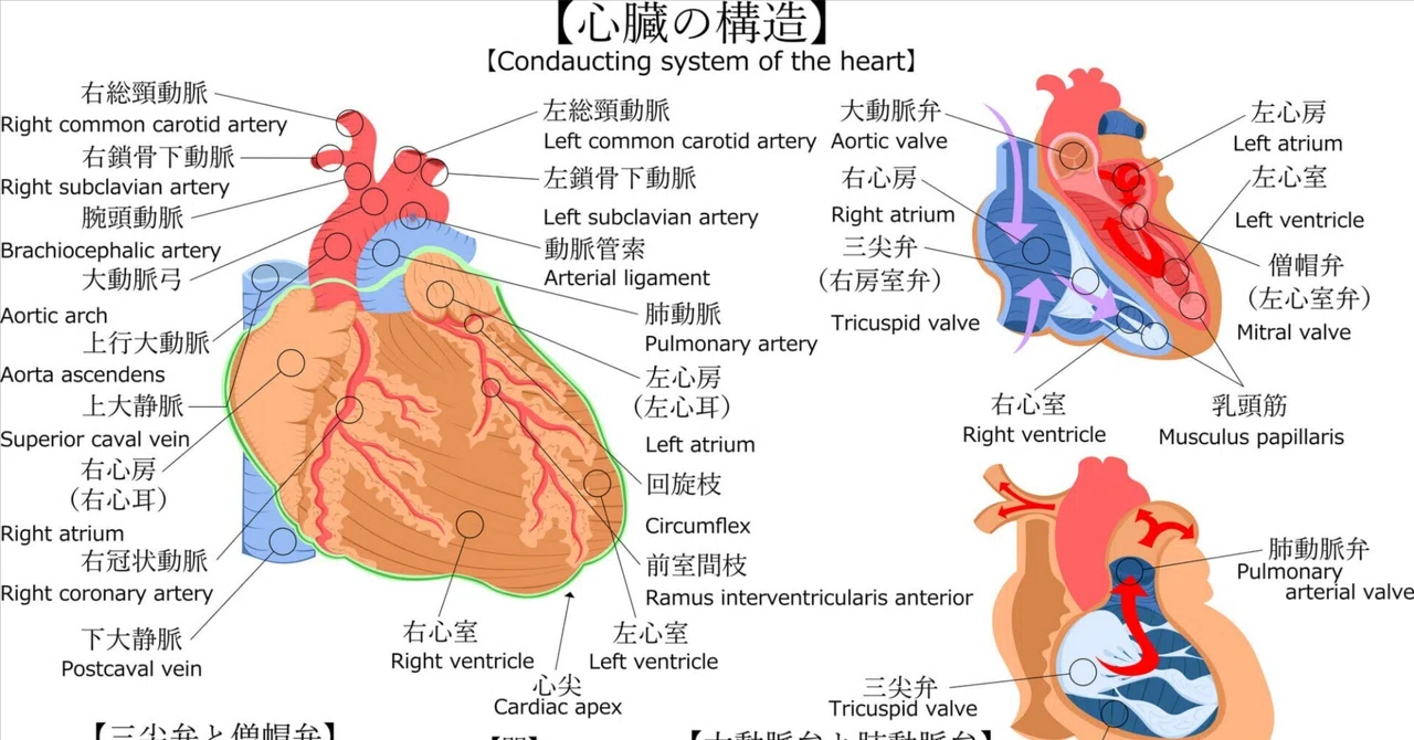 The heart atrium 意味 経皮的左心耳閉鎖術 LAAC