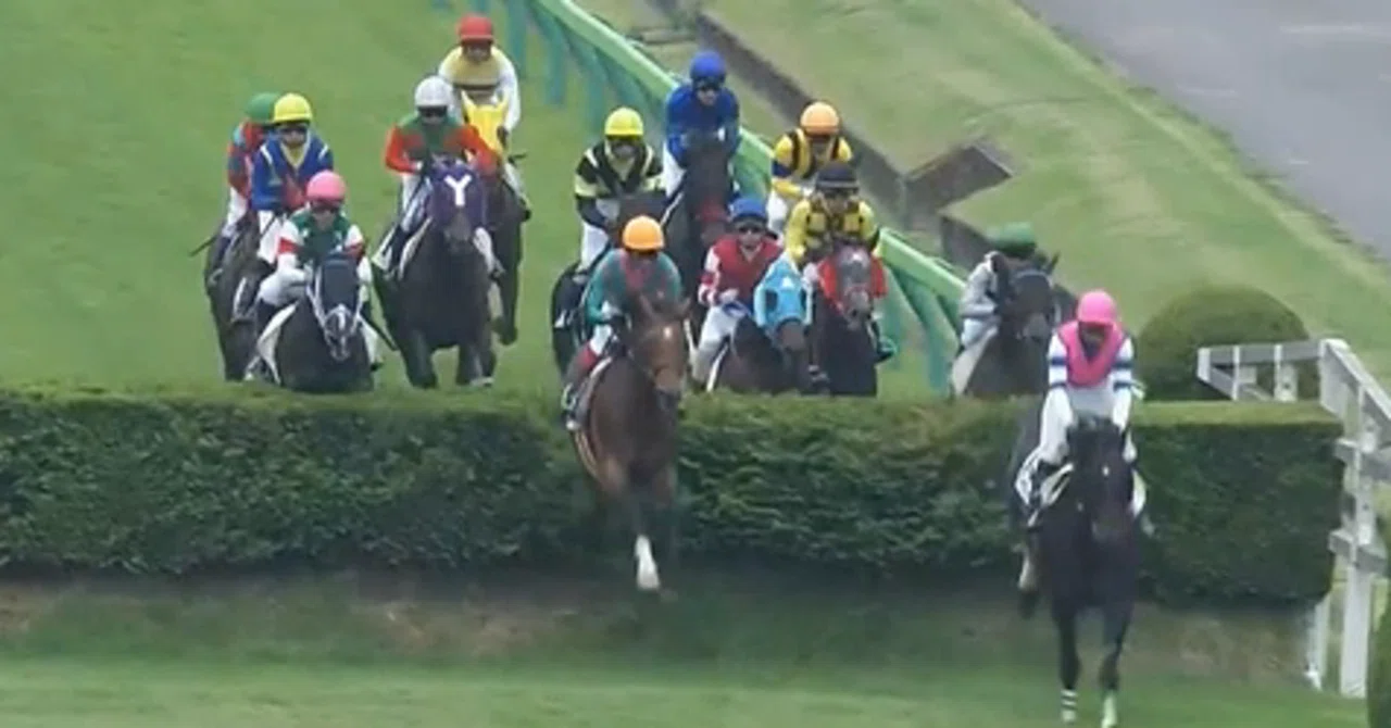 第24回 京都ハイジャンプのみどころ 本気の競馬力向上研究所 Note 第24回 京都ハイジャンプのみどころ 本気の競馬力向上研究所 Note