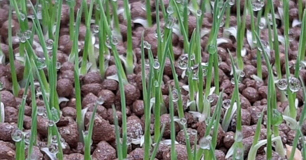 野草味噌を仕込んで、田植えして、ああ！みんな生きてるんだ！！って実感してみませんか〜？！　生きてるっ...