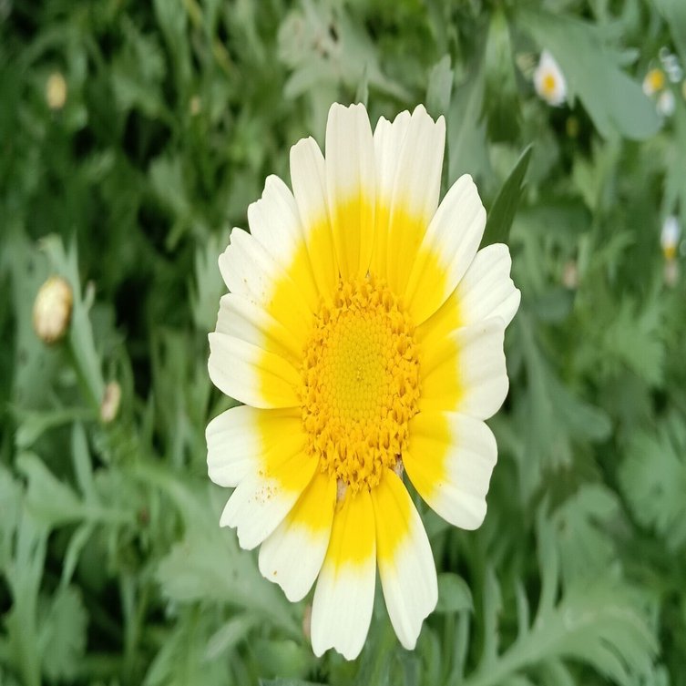 春菊の花 岡田浩史 Note