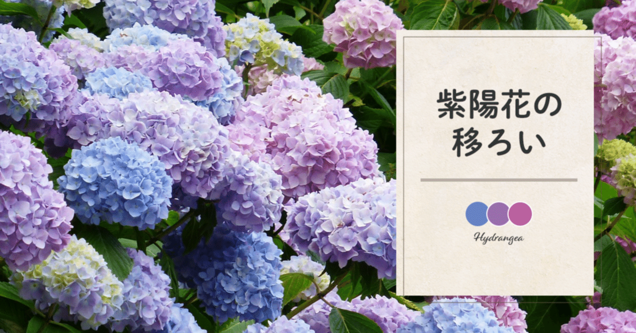 紫陽花の移ろい｜藤田さんちの色彩事情 - Kei's Factory