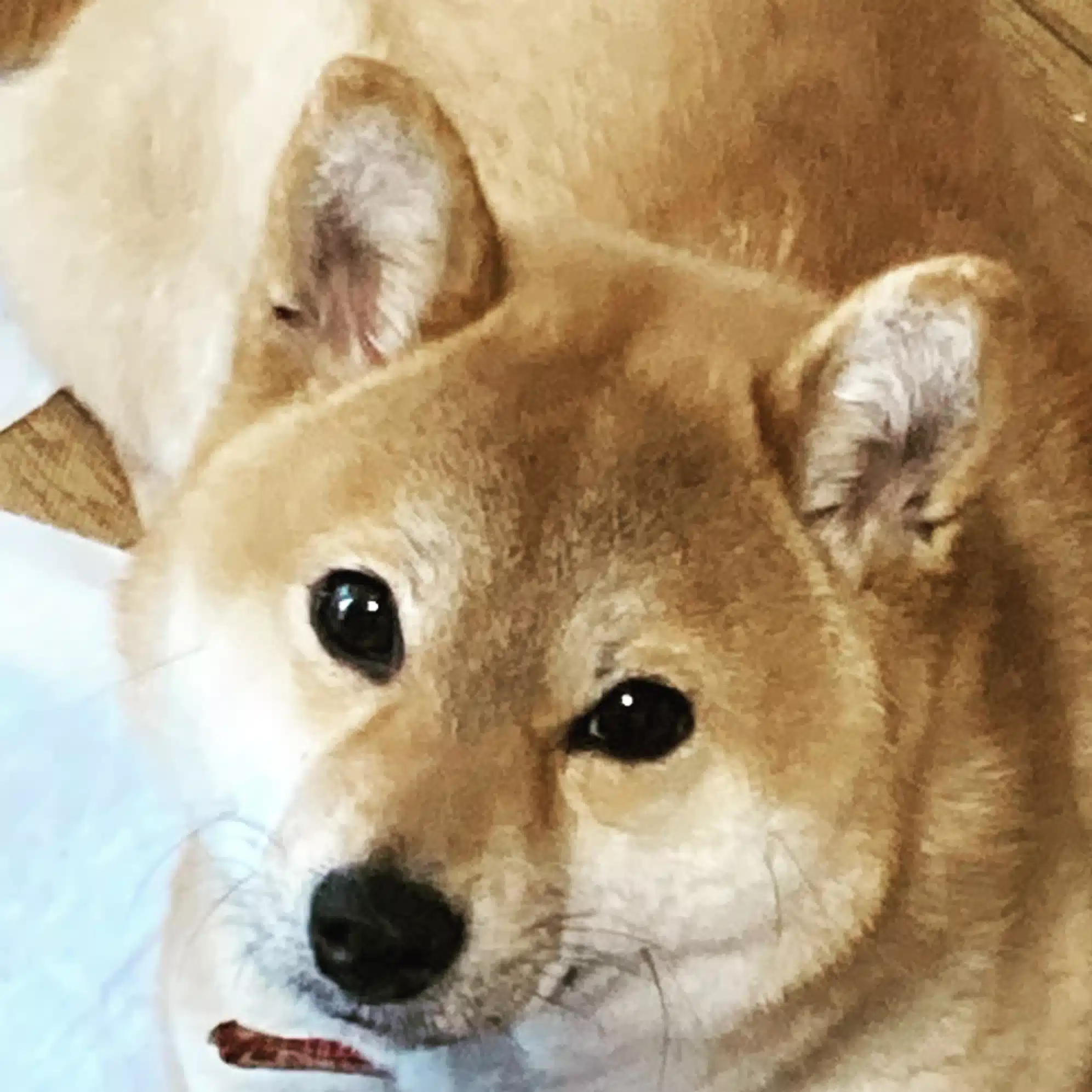 柴山　晴