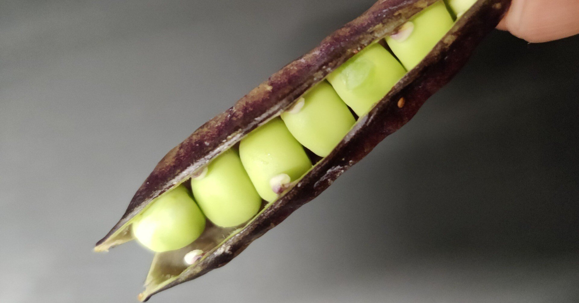 保証書付 松永種苗 エンドウ えんどう 豌豆 紫えんどう ツタンカーメン 10l Fucoa Cl