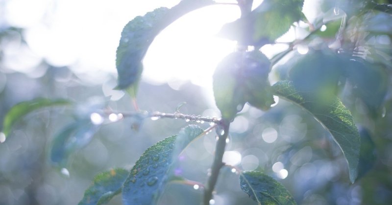 森と雨　了