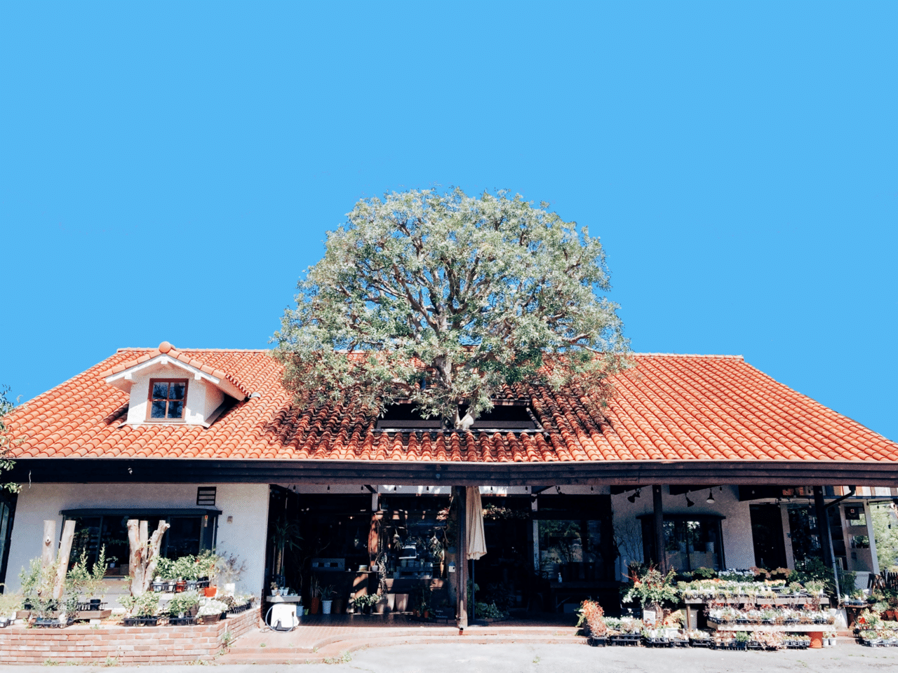 はじめまして 木の下の花屋 Kazamidoriです 木の下の花屋 Kazamidori Note