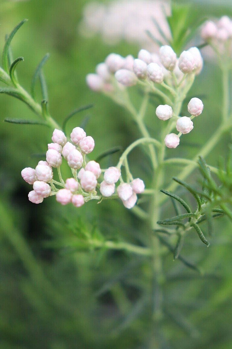 ライスフラワー ひら Note