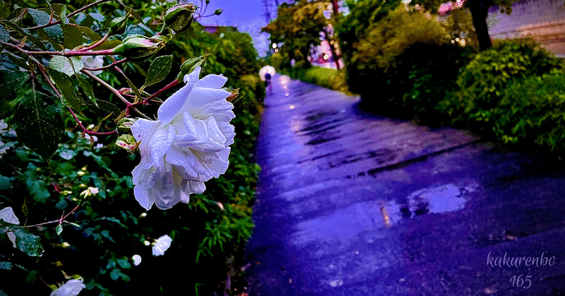 花空恋慕🌹🌙（ｶｸﾚﾝﾎﾞ）のフォトメッセージ🤳💌 2022.5.14 〜 蠍座満月♏️🌕（2022.5.16）に寄せて… 〜