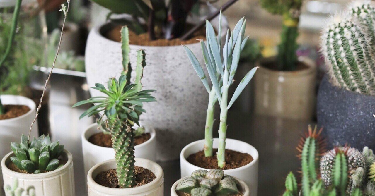 入手困難！新品未使用！SLIDE-SIDETOP 風街植物店ver 多肉植物のある暮らし展』が期間限定にて開催♡【FREEPARK