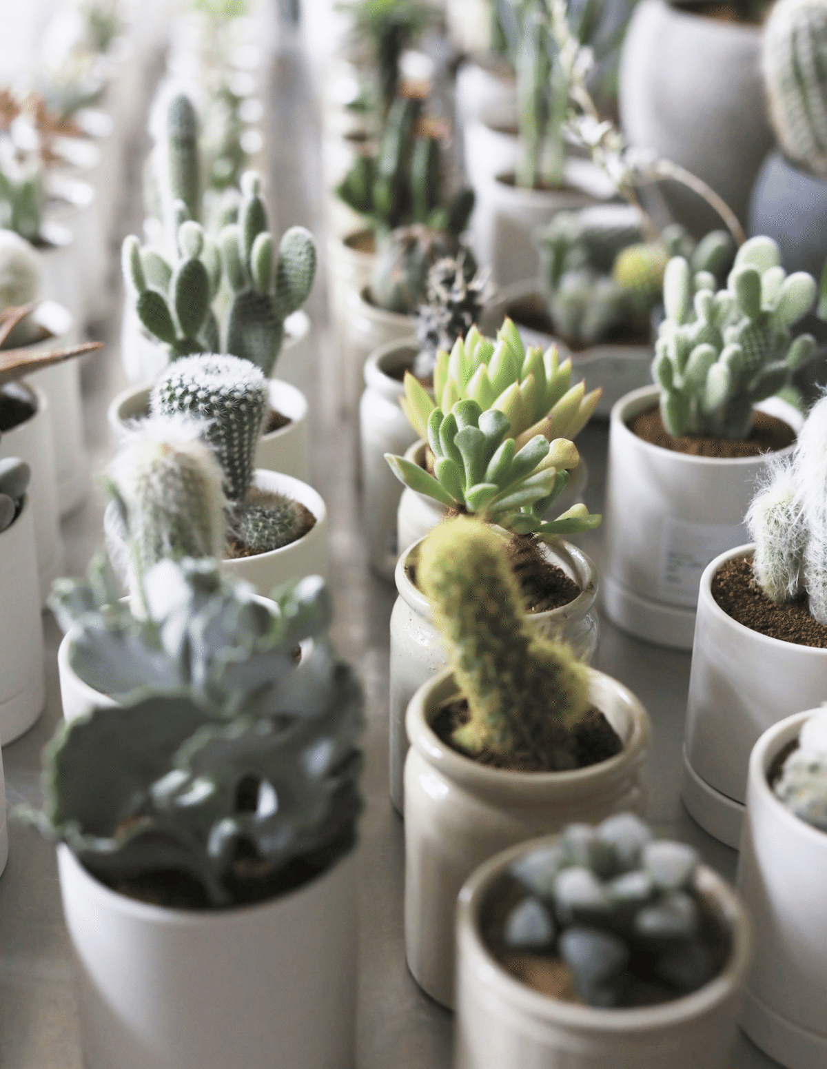 多肉植物のある暮らし展』が期間限定にて開催♡【FREEPARK