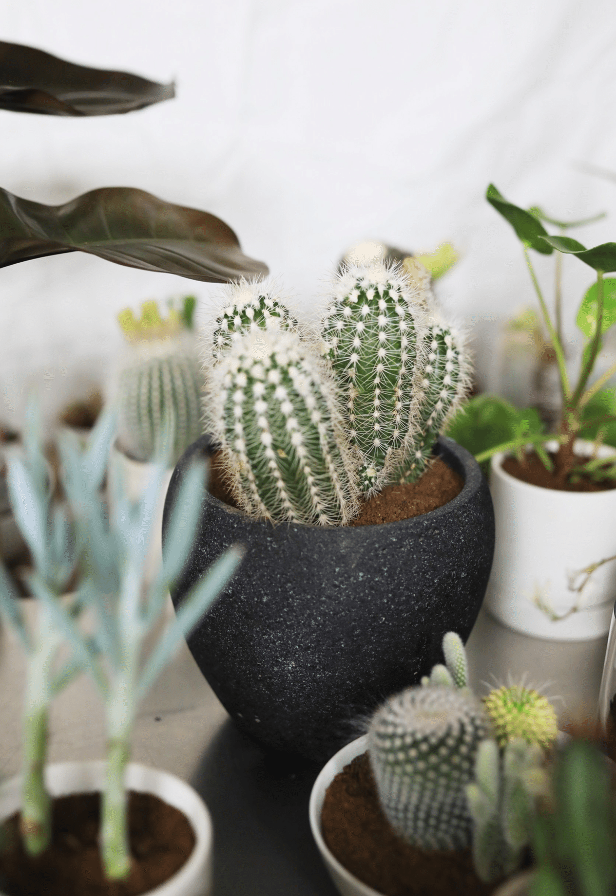 入手困難！新品未使用！SLIDE-SIDETOP 風街植物店ver 多肉植物のある暮らし展』が期間限定にて開催♡【FREEPARK