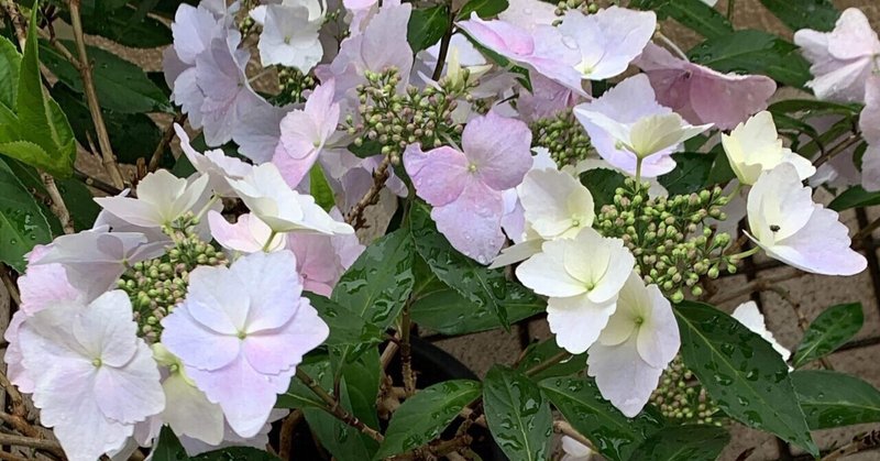 薔薇ローランド の新着タグ記事一覧 Note つくる つながる とどける