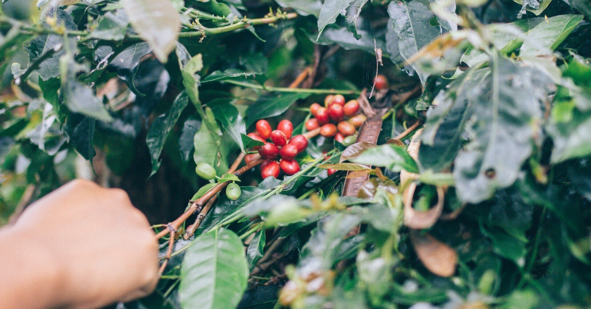 コーヒー農園に行く方法 川野優馬 Light Up Coffee Note コーヒー農園に行く方法 川野優馬 Light Up Coffee Note