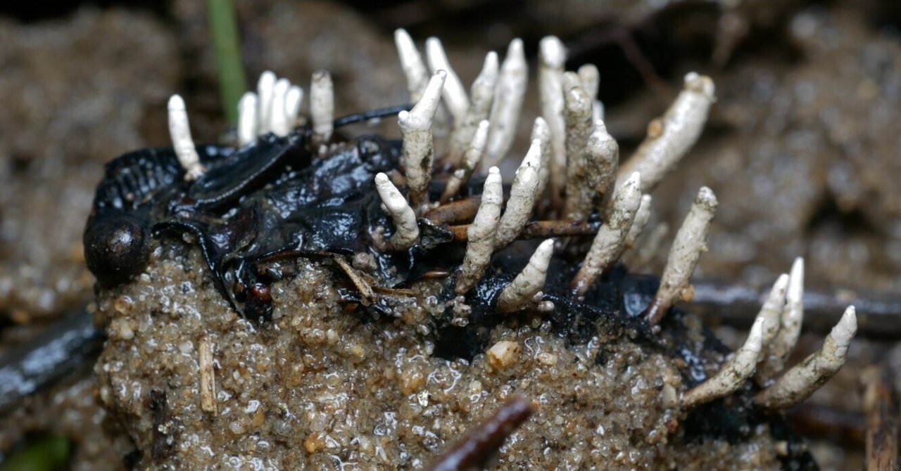 クマゼミに寄生する冬虫夏草を見たくて石垣島へ｜うごめ紀
