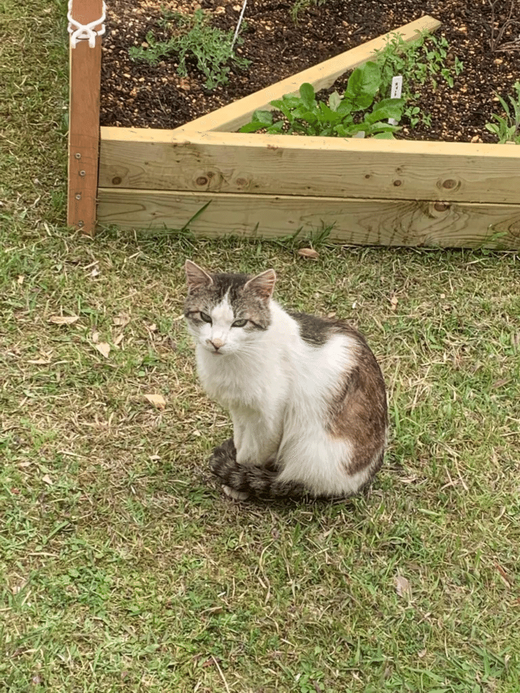 外猫の中には、ジャイアンみたいな猫がいて、餌を食べる順番も、オラオラオラ！俺様が一番だ、どけどけ、と若さと体の大きさと鼻息で、他の猫を制圧する。飼い猫ではないから、食べる順番を指示はできない。そんな中、いつもおどおどして、でも、もし、良かったら、私にも恵んでもらえませんか、と、控え目な猫がいる。そんな猫には、より愛情が湧いて、頑張って食べるのだよ、とジャイアンが去った後、餌を追加したりする。まりこさんの家の外猫。