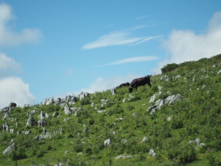 牛のいるカルスト高原は、おもしろい。＠四国カルスト