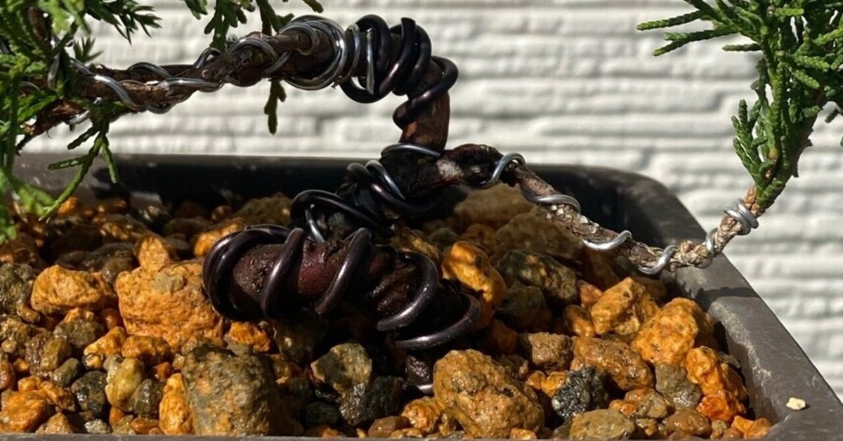 中型 曲がり枝 盆栽　真柏 盆栽#9 真柏剪定と曲付け｜asahinakeisuke