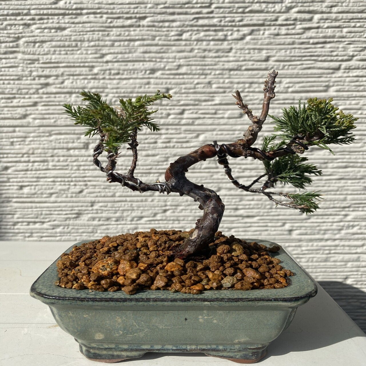 盆栽#9 真柏剪定と曲付け｜asahinakeisuke