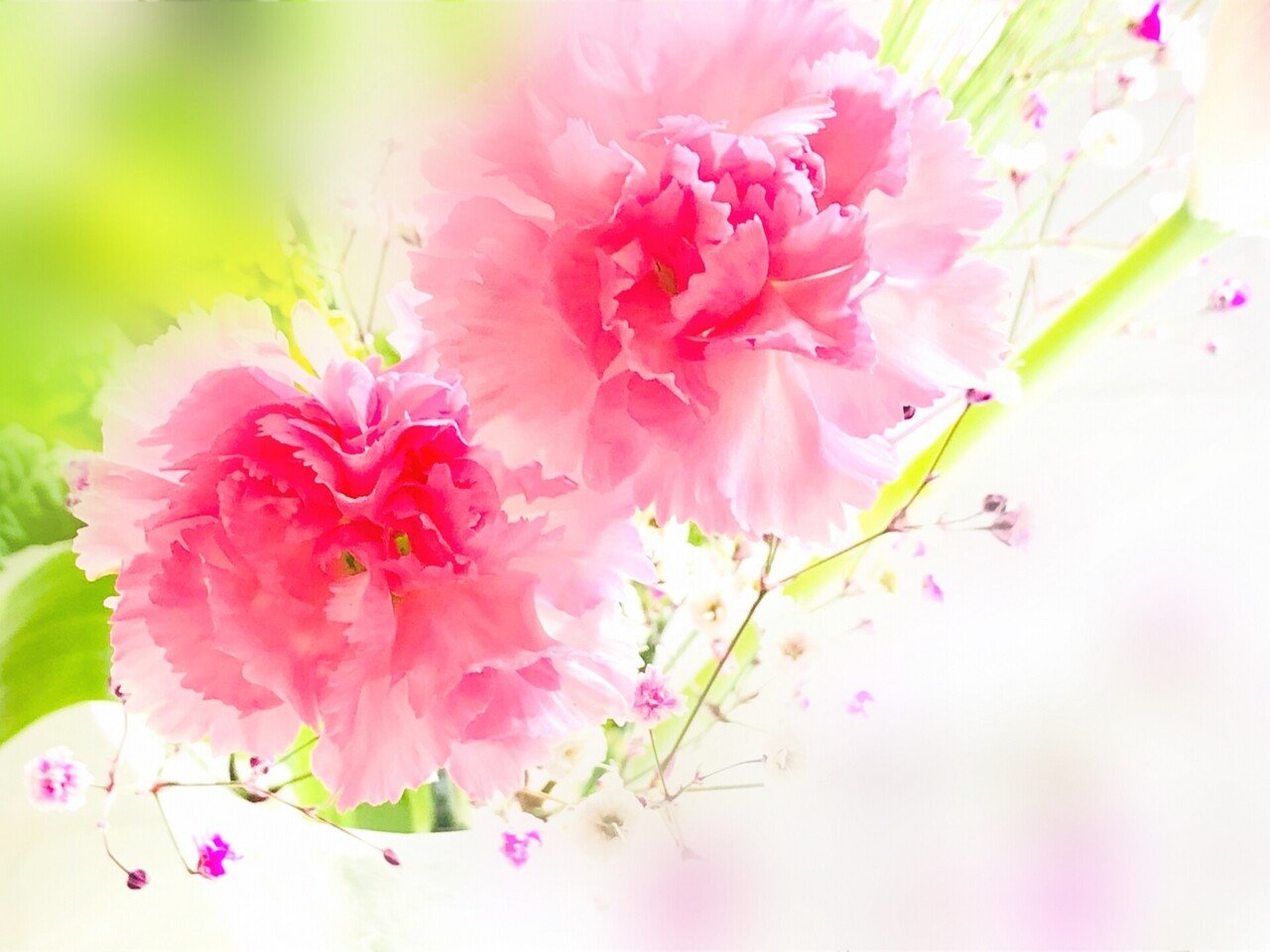 5月15日 こんにちは ポン太です 今日の誕生花の紹介です 誕生花 カーネーション ピンク 花言葉 女性の愛 美しい仕草 今日が誕生日の人は検索してみてください ポン太 人と人を繋ぐカウンセラー Note