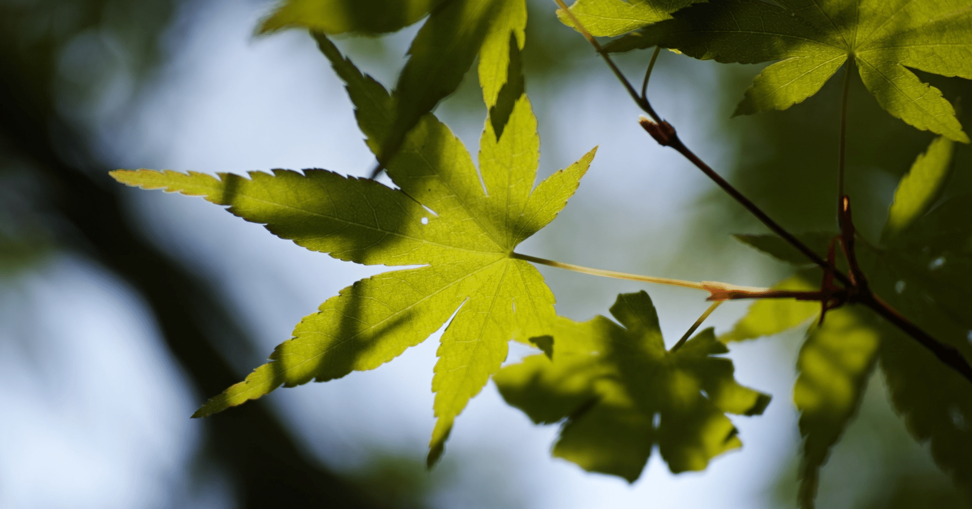 刑法 応報刑論と目的刑論｜NAKAGAKI_IP