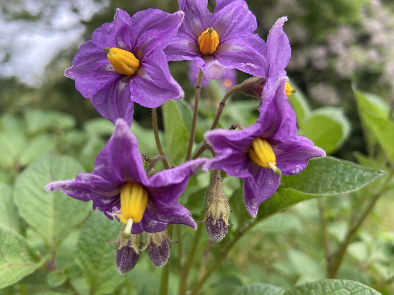 5月15日 21 ー11 じゃがいもの花 マリーアントワネット王妃が 舞踏会などで好んでつけたと伝えられるじゃがいもの花 ここから急速にじゃがいも栽培が 広がっていったそう たしかに ビビッ ころのにわ 自然菜園 Note